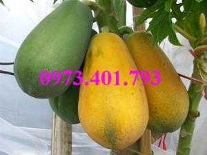 Cây Giống Đu Đủ Đài Loan, Cây Đu Đủ, Đu Đủ, Đu Đủ Đài Loan, Kĩ Thuật Trồng Đu Đủ