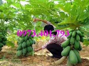 Cây Giống Đu Đủ Đài Loan, Cây Đu Đủ, Đu Đủ, Đu Đủ Đài Loan, Kĩ Thuật Trồng Đu Đủ