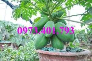 Cây giống đu đủ lùn Thái, đu đủ lùn, cây đu đủ, đu đủ, cây đu đủ lùn