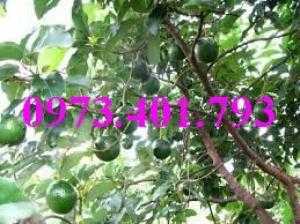 Giống cây bơ booth7, bơ booth7, cây bơ booth7, cây bơ