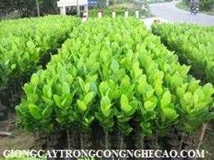 Địa chỉ chuyên cung cấp giống cây mít ruột đỏ, mít thái ruột đỏ, cây giống cho năng suất cao