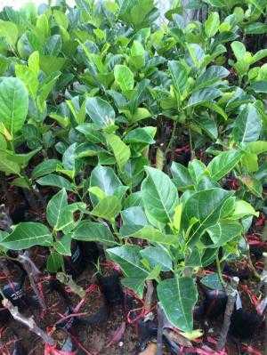 Địa chỉ chuyên cung cấp giống cây mít ruột đỏ, mít thái ruột đỏ, cây giống cho năng suất cao