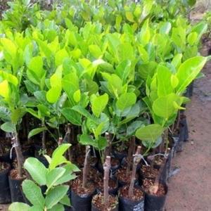 Địa chỉ chuyên cung cấp giống cây mít ruột đỏ, mít thái ruột đỏ, cây giống cho năng suất cao