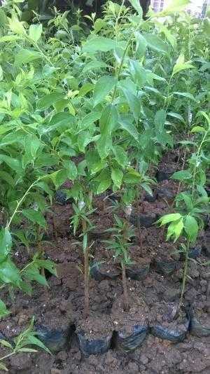 Cung cấp cây giống mận hậu, mận tam hoa, trung tâm cung cấp cây giống phát triển tốt cho năng suất