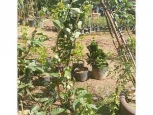 Cung cấp cây giống ổi cẩm thạch