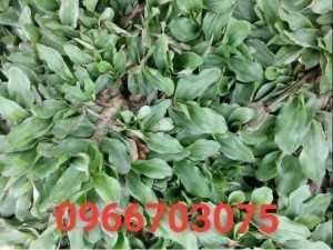 Cỏ long heo