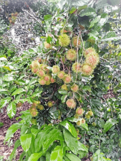 Chôm Chôm Thái nhà trồng Vườn trái cây Long Khánh không thuốc gian hàng thực phẩm sạch