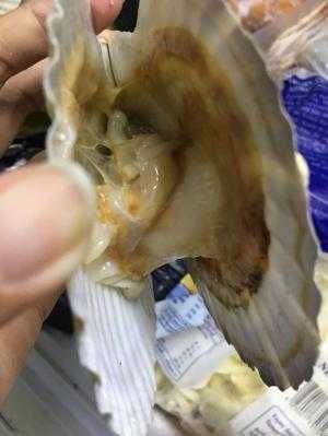 Sò điệp Nhật còn vỏ