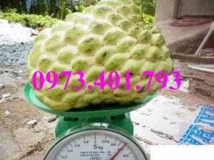 Giống cây na thái, cây na thái, na thái, cây na, kĩ thuật trồng cây na thái