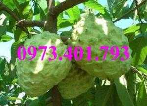 Giống cây na thái, cây na thái, na thái, cây na, kĩ thuật trồng cây na thái