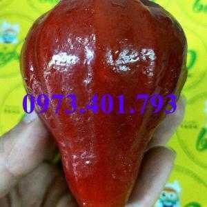 Cây giống roi đỏ, roi đỏ, kĩ thuật trồng roi đỏ, cây roi đỏ