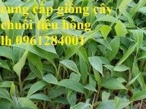 Cung cấp giống cây chuối tiêu hồng, chuối già nam mỹ, chuối laba, chuối nuôi cấy mô chất lượng cao