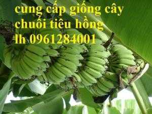 Cung cấp giống cây chuối tiêu hồng, chuối già nam mỹ, chuối laba, chuối nuôi cấy mô chất lượng cao