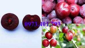 Giống cây Mận Tam Hoa