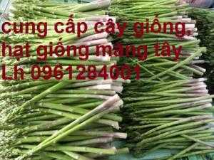 Cung cấp cây giống, hạt giống măng tây xanh, viencaygiongtrunguong