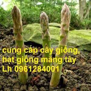 Cung cấp cây giống, hạt giống măng tây xanh, viencaygiongtrunguong