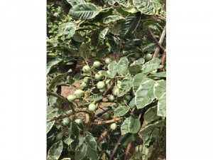 Cung cấp cây giống ổi cẩm thạch