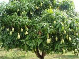 cây xoài đài loan trưởng thành