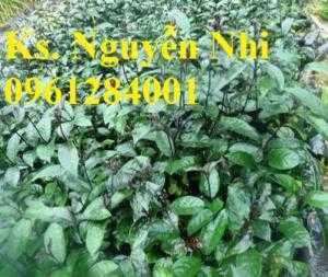 Cung cấp giống cây ba kích, ba kích tím, cây giống dược liệu, số lượng lớn, giao hàng toàn quốc