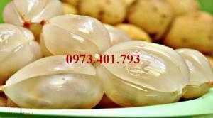 Giống cây dâu da đất, dâu da đất, cây dâu da đất, kĩ thuật trồng dâu da đất