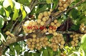 Giống cây dâu da đất, dâu da đất, cây dâu da đất, kĩ thuật trồng dâu da đất