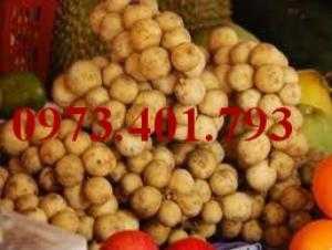 Giống cây dâu da đất, dâu da đất, cây dâu da đất, kĩ thuật trồng dâu da đất