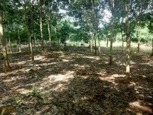Bán 4,8 Ha Cao Su Đang Thu Hoạch Phú Riềng Bình Phước