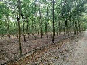 Bán 4,8 Ha Cao Su Đang Thu Hoạch Phú Riềng Bình Phước