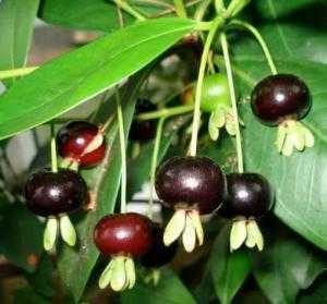 Cherry Brazil giống cây ra trái quanh năm