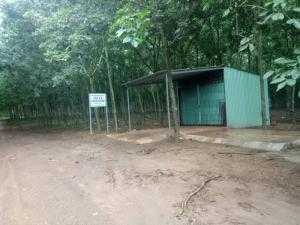 Bán 30 Ha Cao Su Đang Thu Hoạch Tân Lập Đồng Phú