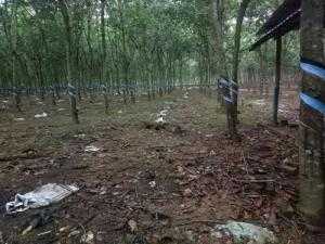 Bán 30 Ha Cao Su Đang Thu Hoạch Tân Lập Đồng Phú