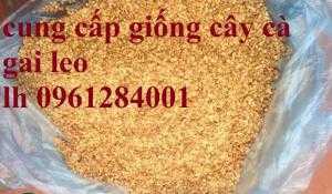 Cung cấp cây giống, hạt giống cà gai leo, cây dược liệu kinh tế, số lượng lớn, giao hàng toàn quốc