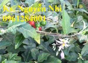 Cung cấp cây giống, hạt giống cà gai leo, cây dược liệu kinh tế, số lượng lớn, giao hàng toàn quốc