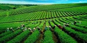 Tour Du Lịch Đà Lạt Lễ 2/9