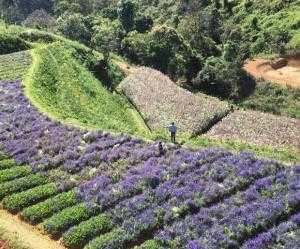 Tour Du Lịch Đà Lạt Lễ 2/9