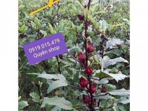 Hoa atiso đỏ tươi khu vực Nam bộ