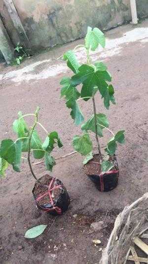cây giống, con giống sung mỹ
