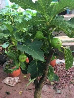 cây sung mỹ giống đã có quả