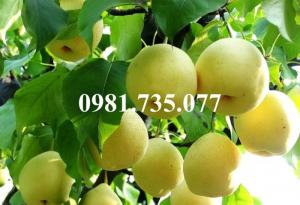 Cung cấp cây giống lê vàng, lê vàng, cây lê vàng, lê, cây lê