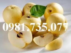 Cung cấp cây giống lê vàng, lê vàng, cây lê vàng, lê, cây lê