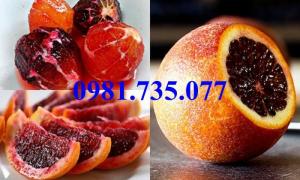 Cung cấp cây giống cam máu, cam máu, cây cam, cây cam máu, cam