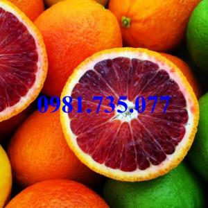 Cung cấp cây giống cam máu, cam máu, cây cam, cây cam máu, cam
