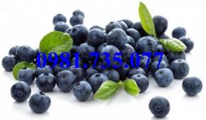 Cung cây cây giống việt quất, cây việt quất, việt quất