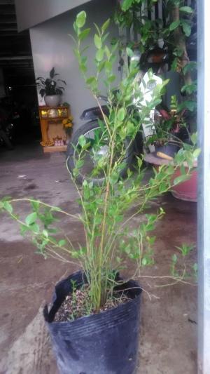 Cây giống Việt Quất lớn khỏe, có trái giá rẻ đây ạ !!!