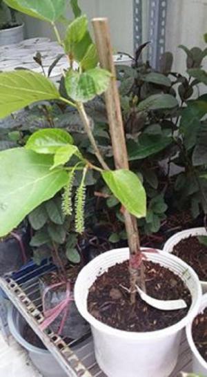 Cây giống Dâu Tằm Trái Dài 20cm và Sung Mỹ, sĩ và lẻ giá mềm