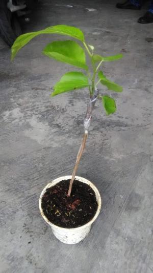 Cây giống Dâu Tằm Trái Dài 20cm và Sung Mỹ, sĩ và lẻ giá mềm