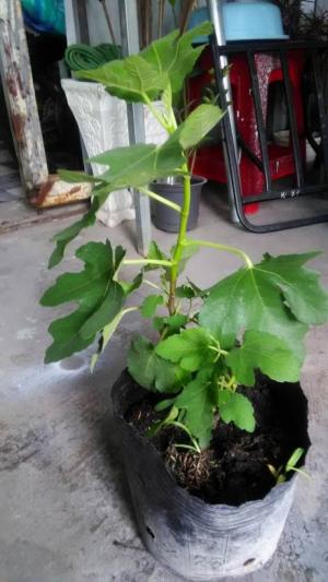 Cây giống Sung Mỹ, sĩ và lẻ giá mềm