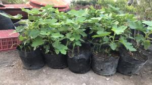 Cây giống Sung Mỹ, sĩ và lẻ giá mềm