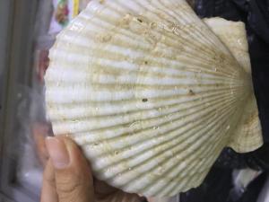 Vỏ bên ngoài