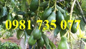 Cung cấp cây giống bơ sáp, cây bơ sáp, bơ sáp , cây bơ, bơ